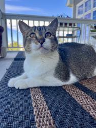Lost Female Cat last seen Beech Court and Cessna Drive, Erie, CO 80516