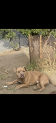 Lost Male Dog last seen Maple ave 38st trinity st, Los Angeles, CA 90011