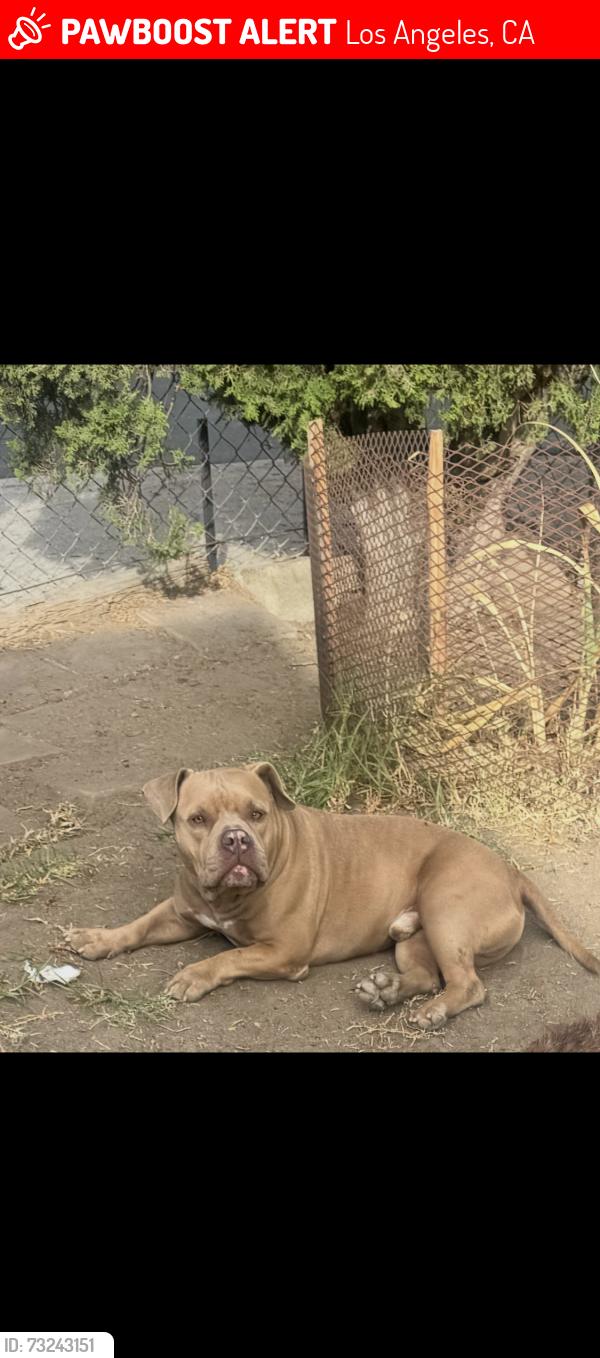 Lost Male Dog last seen Maple ave 38st trinity st, Los Angeles, CA 90011