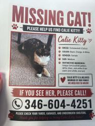 Lost Female Cat last seen Russel and Falvey she went into my neighbors backyard., Houston, TX 77017
