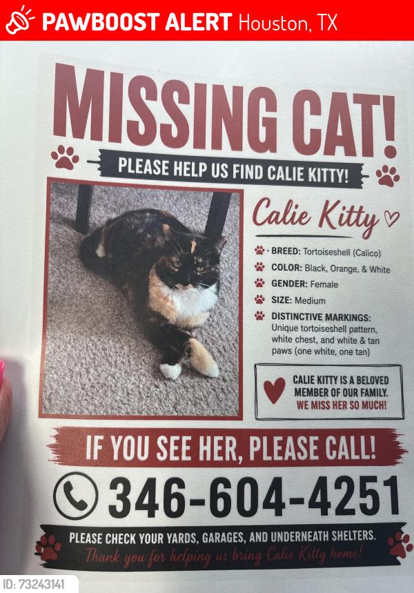 Lost Female Cat last seen Russel and Falvey she went into my neighbors backyard., Houston, TX 77017