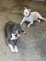 Lost Male Dog last seen Connesena Rd., Bartow County, GA 30145