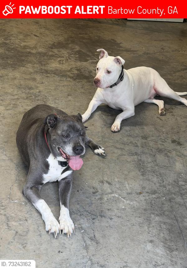 Lost Male Dog last seen Connesena Rd., Bartow County, GA 30145