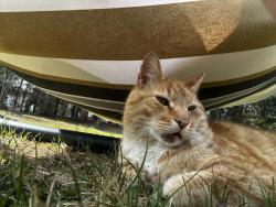 Lost Male Cat last seen Royal Gardens, Strathcona County, AB 