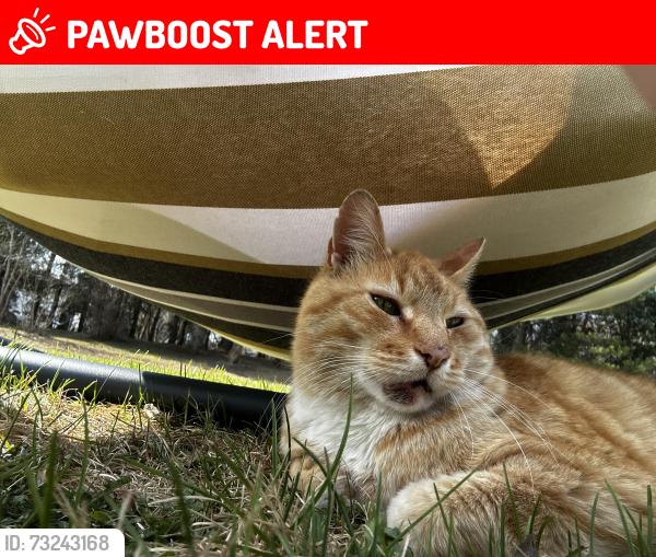 Lost Male Cat last seen Royal Gardens, Strathcona County, AB 