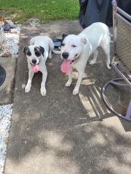 Reunited Male Dog last seen Magnolia Creek Rd & Greenhouse, Houston, TX 77084