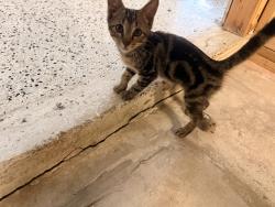 Found/Stray Female Cat last seen Livingston Ave, University, FL 33613