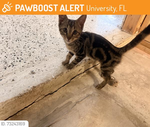 Found/Stray Female Cat last seen Livingston Ave, University, FL 33613