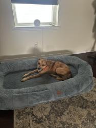 Found/Stray Female Dog last seen Leon C. Simon, New Orleans, LA 70122
