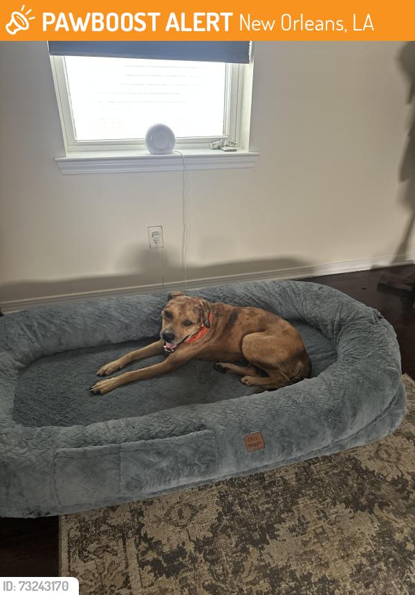 Found/Stray Female Dog last seen Leon C. Simon, New Orleans, LA 70122