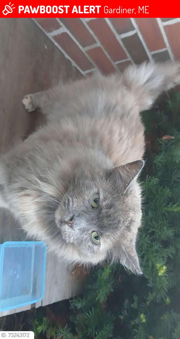 Lost Female Cat last seen Gosline insurance, Gardiner, ME 04345