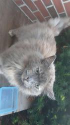 Lost Female Cat last seen Gosline insurance, Gardiner, ME 04345