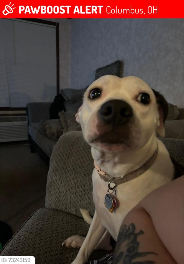 Lost Female Dog last seen Kroger's, Columbus, OH 43204
