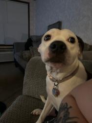 Lost Female Dog last seen Kroger's, Columbus, OH 43204