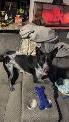 Reunited Male Dog last seen Between si terry and tucker ln, Conroe, TX 77306