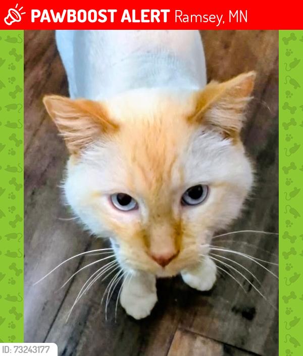 Lost Male Cat last seen 146th and Rhinestone Way, Ramsey, MN 55303