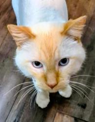 Lost Male Cat last seen 146th and Rhinestone Way, Ramsey, MN 55303