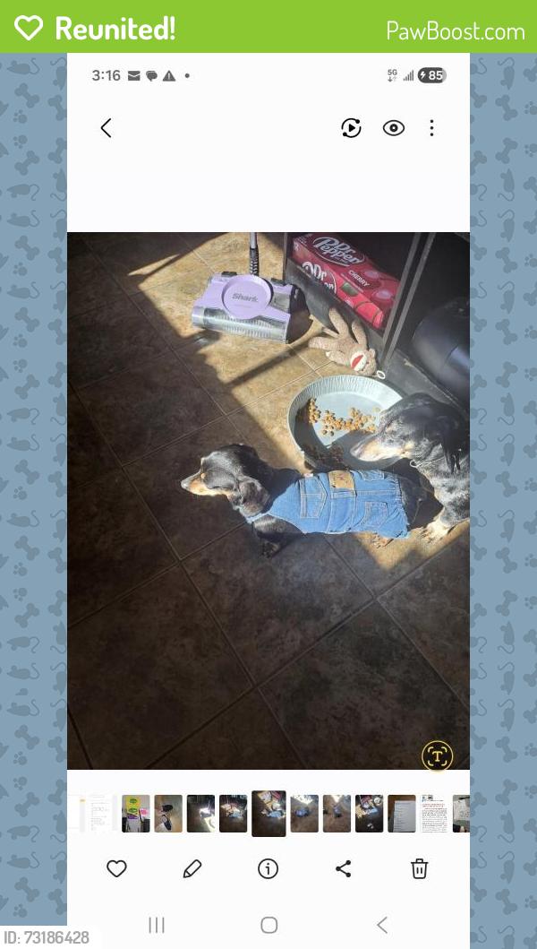 Reunited Male Dog last seen Lincoln Way West and Beach Road, Osceola, IN 46561
