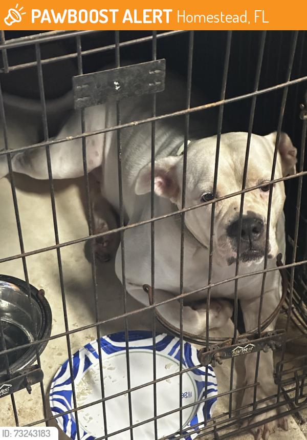 Found/Stray Female Dog last seen 312th st, Homestead, FL 33030