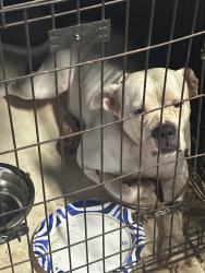 Found/Stray Female Dog last seen 312th st, Homestead, FL 33030