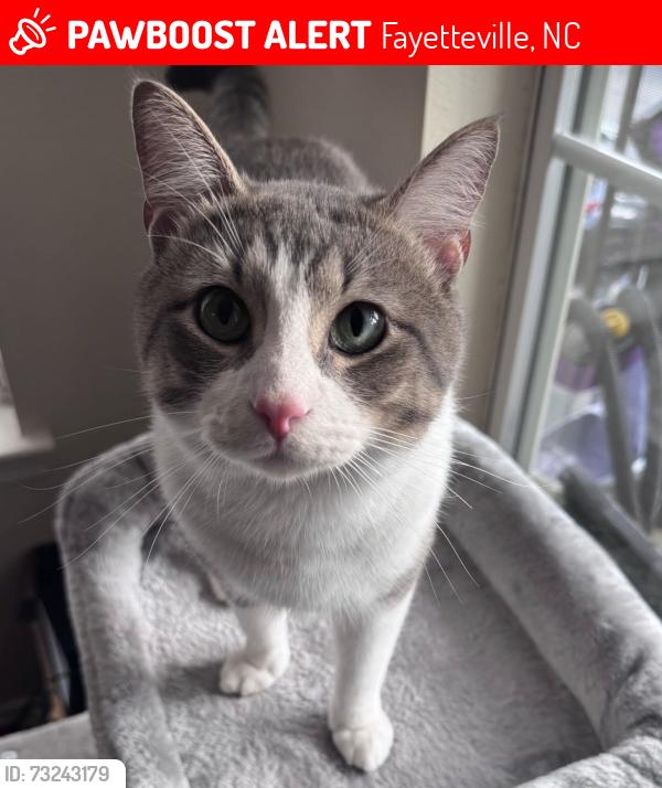 Lost Male Cat last seen Jacobs creek cricle, Fayetteville, NC 28306