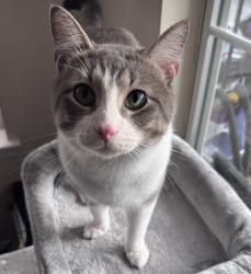 Lost Male Cat last seen Jacobs creek cricle, Fayetteville, NC 28306