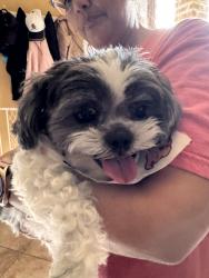 Found/Stray Female Dog last seen Legend point, San Antonio, TX 78258
