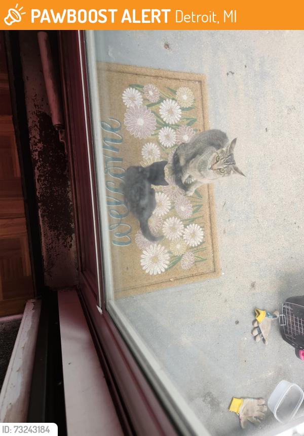 Found/Stray Female Cat last seen Telegraph and Grand River, Detroit, MI 48219