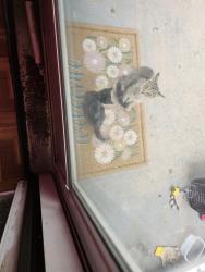 Found/Stray Female Cat last seen Telegraph and Grand River, Detroit, MI 48219