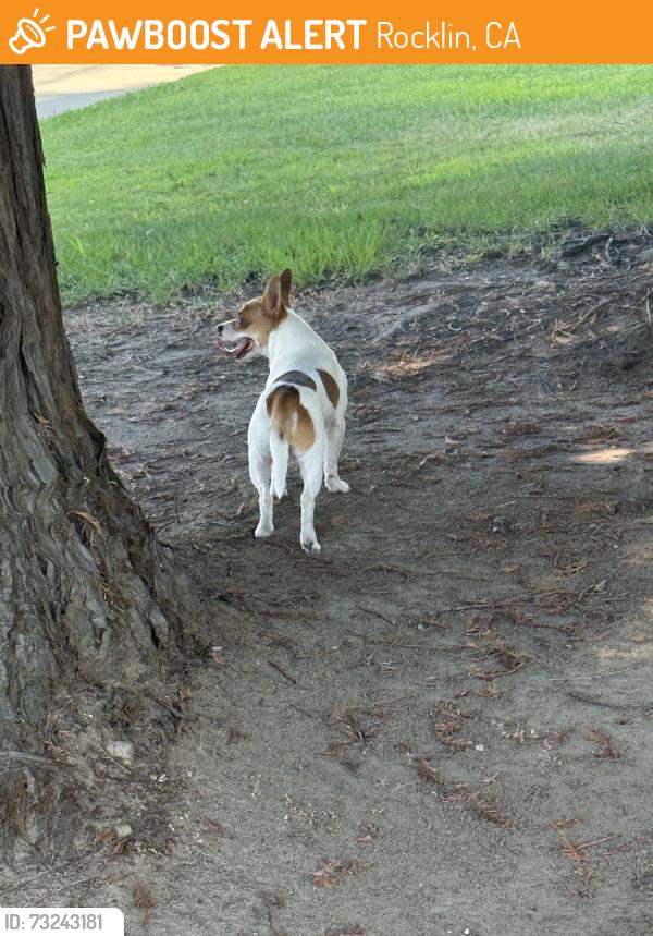 Found/Stray Male Dog last seen Par Place toward Putter Place, Rocklin, CA 95677