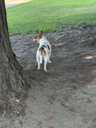 Found/Stray Male Dog last seen Par Place toward Putter Place, Rocklin, CA 95677