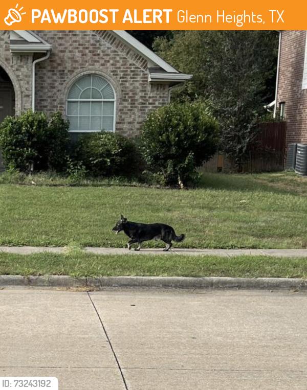 Found/Stray Unknown Dog last seen Sunrise Meadows Neighborhood, Glenn Heights, TX 75154