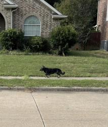 Found/Stray Unknown Dog last seen Sunrise Meadows Neighborhood, Glenn Heights, TX 75154