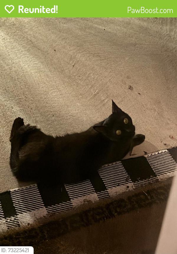 Reunited Unknown Cat last seen Plamondon Drive off West Georgia Road, Simpsonville, SC 29680