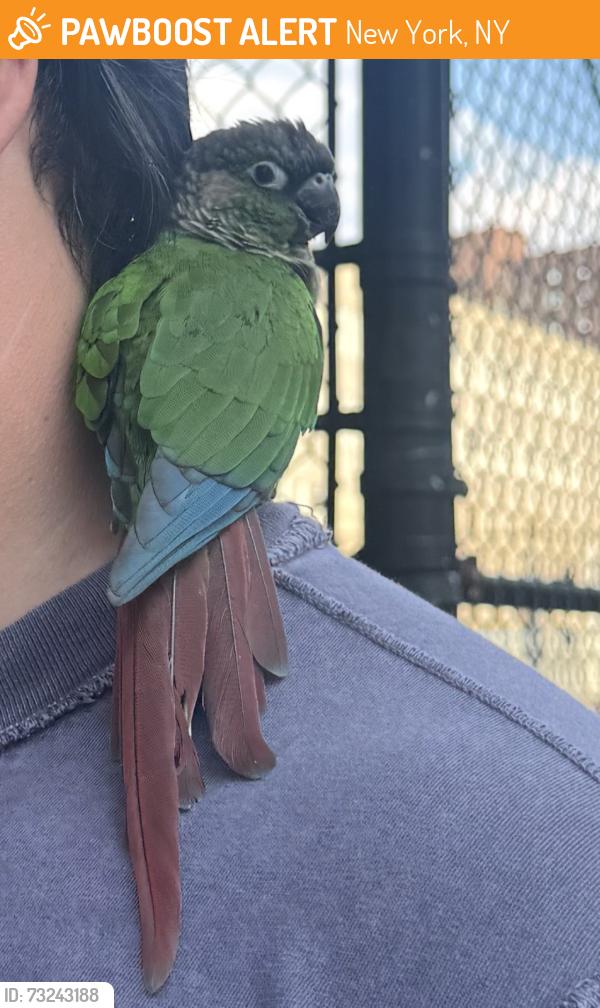 Found/Stray Unknown Bird last seen 20th st & 3rd Ave, New York, NY 10003
