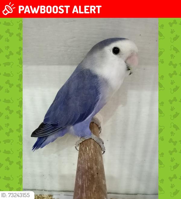 Lost Male Bird last seen Southdown Rd and Lakeshore in Mississauga, Mississauga, ON L5J 2Y3