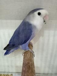 Lost Male Bird last seen Southdown Rd and Lakeshore in Mississauga, Mississauga, ON L5J 2Y3