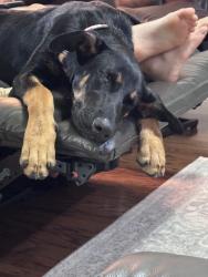 Found/Stray Male Dog last seen Houston levee and frank rd, Collierville, TN 38017