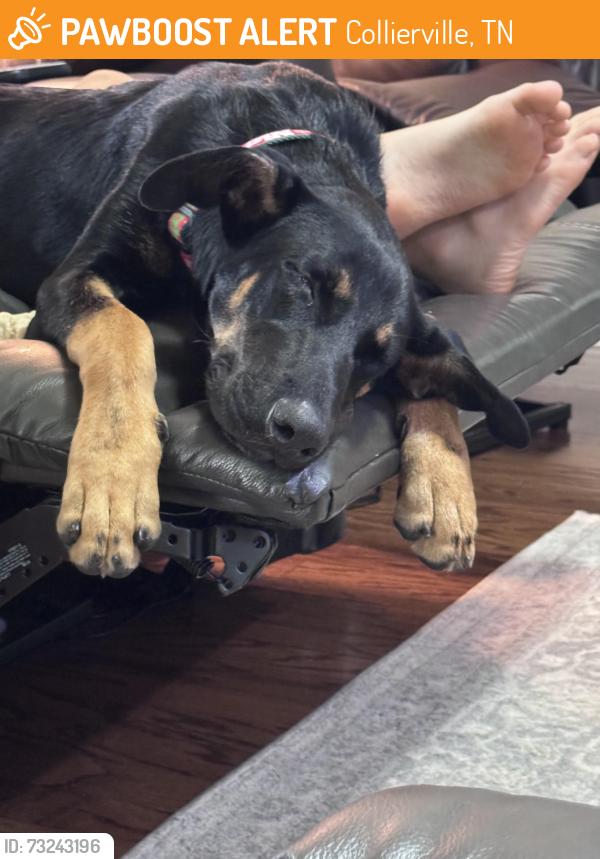 Found/Stray Male Dog last seen Houston levee and frank rd, Collierville, TN 38017