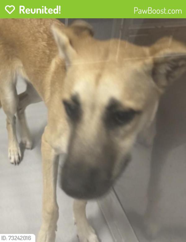 Reunited Female Dog last seen Near N Plano Rd, Richardson, TX 75081, USA, Richardson, TX 75081