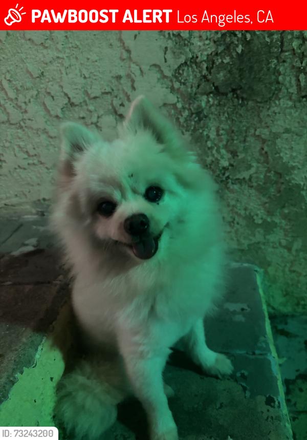 Lost Male Dog last seen Budlong & 82nd, Los Angeles, CA 90044