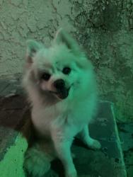 Lost Male Dog last seen Budlong & 82nd, Los Angeles, CA 90044