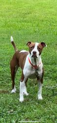Lost Male Dog last seen TURKEY CREEK, Waverly, TN 37185