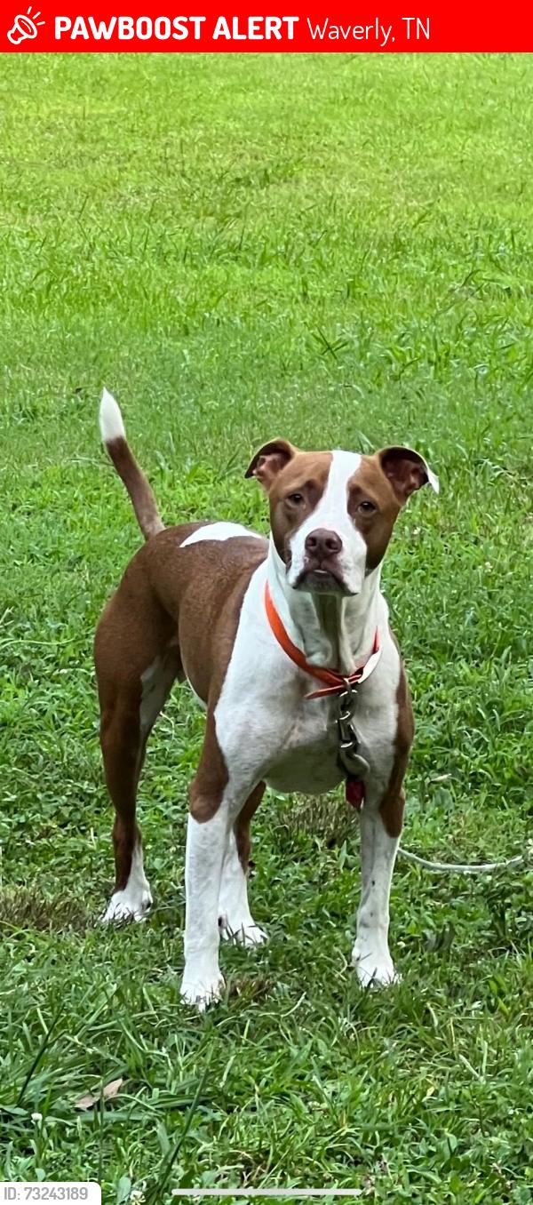 Lost Male Dog last seen TURKEY CREEK, Waverly, TN 37185