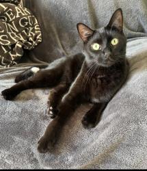 Lost Male Cat last seen Black Domestic short hair, Kalamazoo, MI 49009