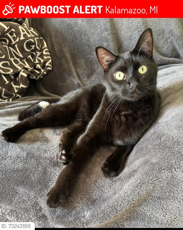 Lost Male Cat last seen Black Domestic short hair, Kalamazoo, MI 49009