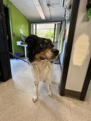 Shelter Stray Male Dog last seen Near BLOCK 111TH WAY SE, KENT WA 98031, 21615 64th Ave S, Kent, WA 98032, USA