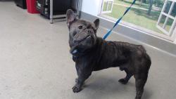 Shelter Stray Male Dog last seen OAKDALE / PALOU, 1419 Bryant St, San Francisco, CA 94103, USA