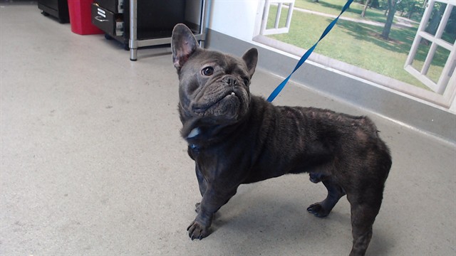 Shelter Stray Male Dog last seen OAKDALE / PALOU, 1419 Bryant St, San Francisco, CA 94103, USA