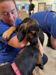 Shelter Stray Male Dog last seen Near BLOCK MARGUERITE DR, 3528 Newburg Rd, Louisville, KY 40218, USA